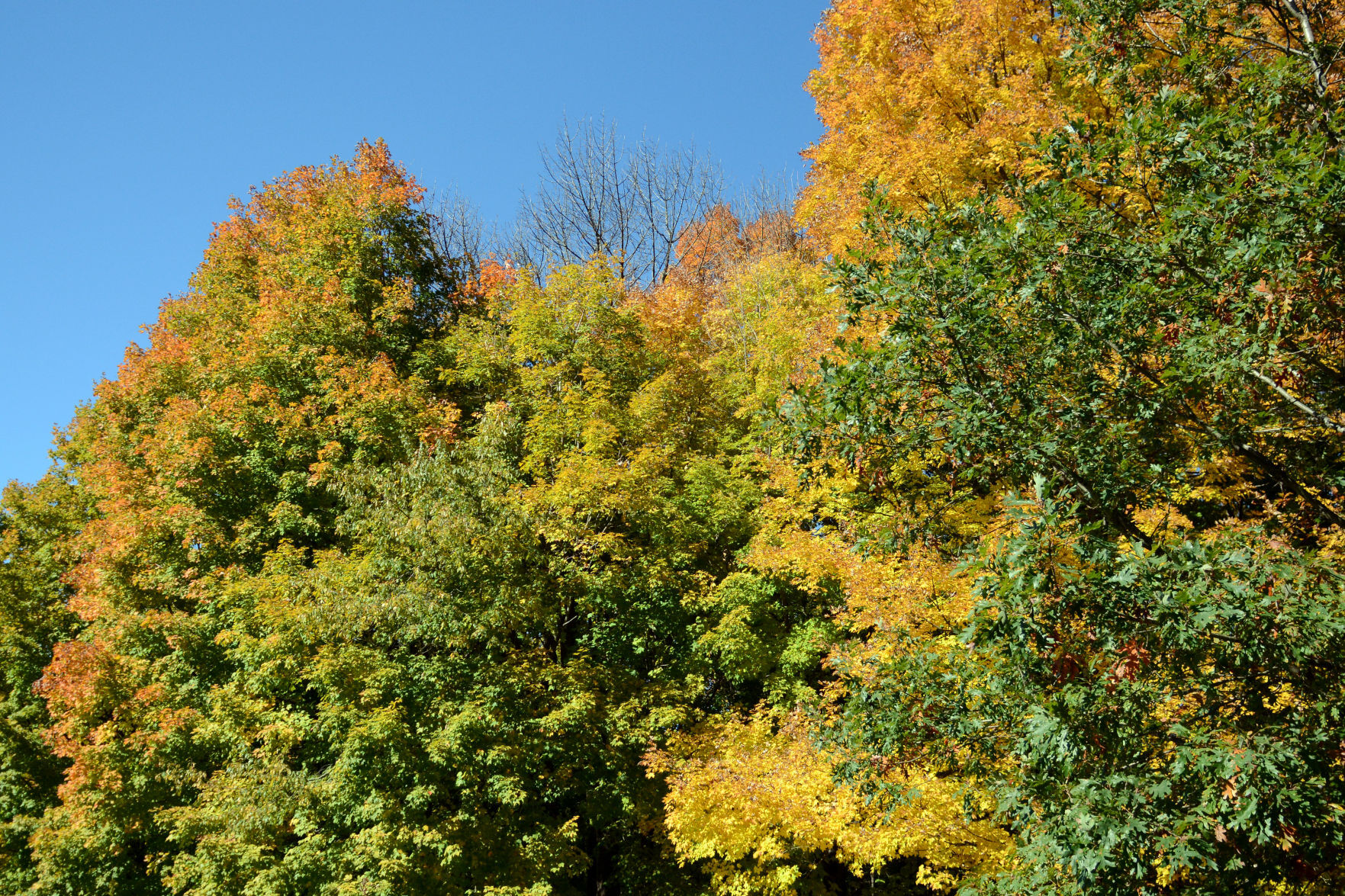 Baraboo area fall color, Oct. 8, 2020